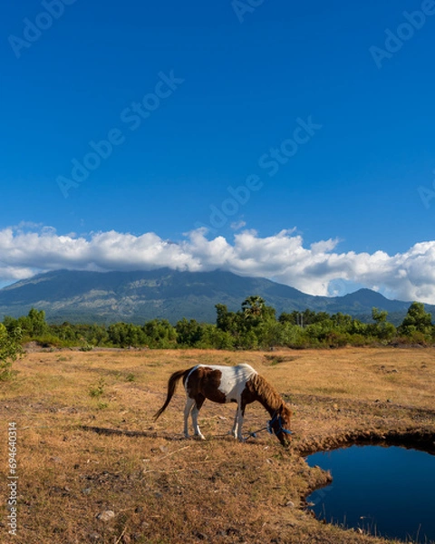 Fototapeta A white and brown horse grazes in a meadow near a spring in the savannah in northern Bali. Sunny day. View of the Agung volcano. Indonesia