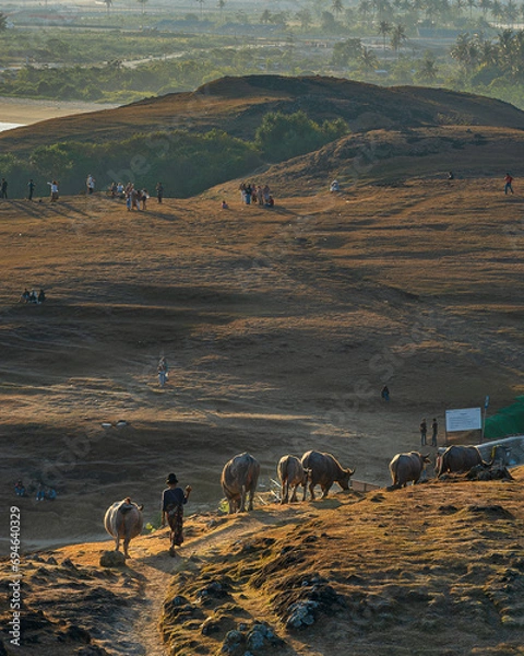 Fototapeta Golden hour. Woman driving cattle. Southern part of Lombok. Kuta Lombok. Observation point. In the distance, there are crowds of people waiting for the sunset