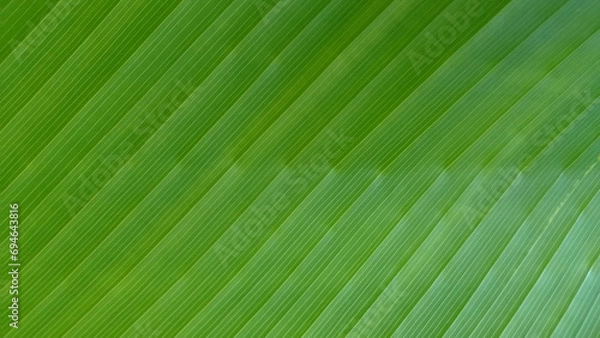 Fototapeta Banana green leaf closeup background for writing text or image backdrop design.