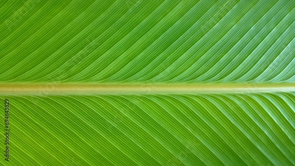 Fototapeta Banana green leaf closeup background for writing text or image backdrop design._1