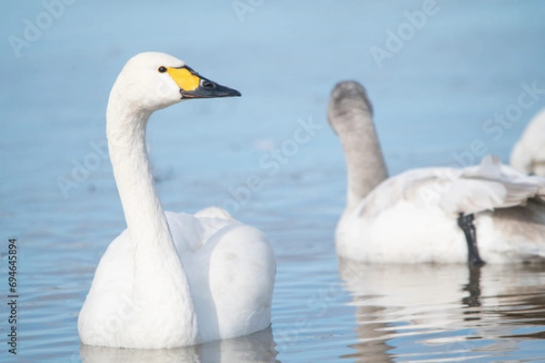 Obraz 越冬してきたハクチョウ