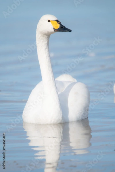 Obraz 越冬してきたハクチョウ