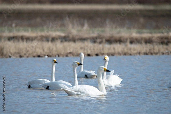Obraz 越冬してきたハクチョウ