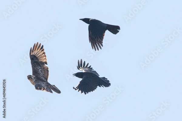 Fototapeta カラスと追いかけっこ