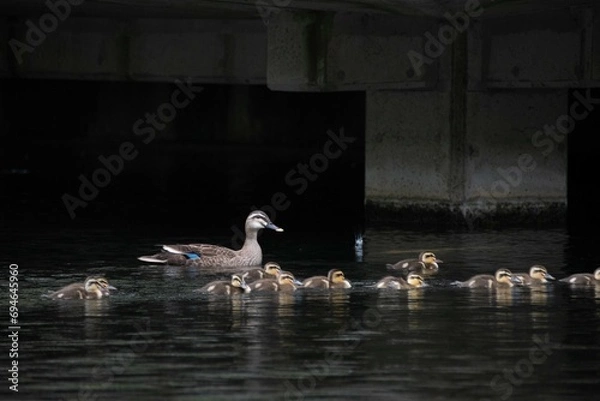 Obraz カモの一家
