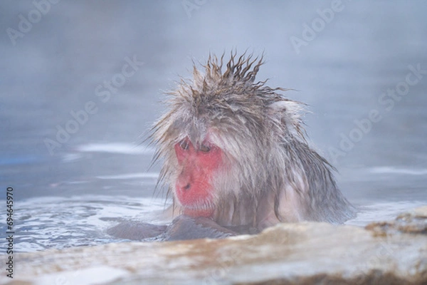 Obraz 温泉に入りに来た日本猿たち