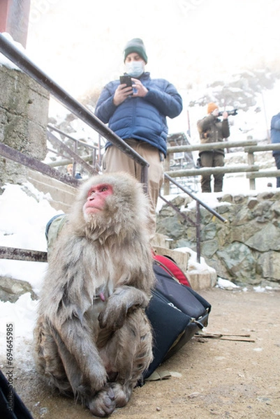 Obraz 温泉に入りに来た日本猿たち