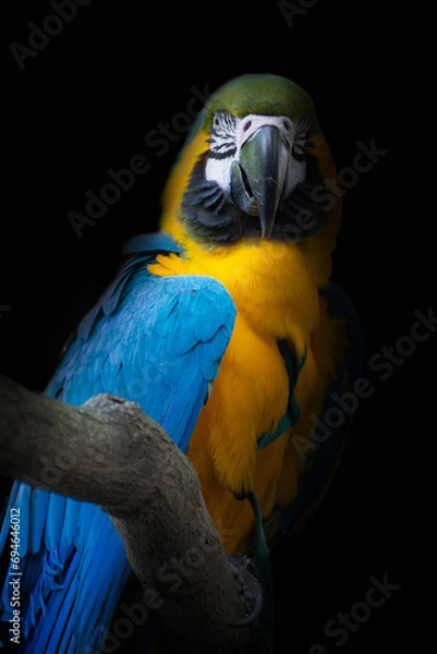 Fototapeta ルリコンゴウインコ