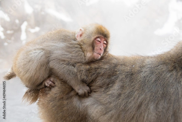 Obraz 温泉に入りに来た日本猿たち