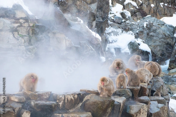 Obraz 温泉に入りに来た日本猿たち