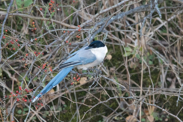 Fototapeta オナガ