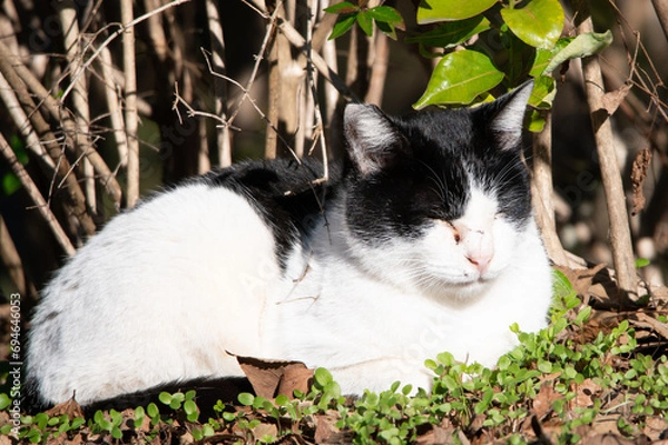 Obraz 野良猫の集い