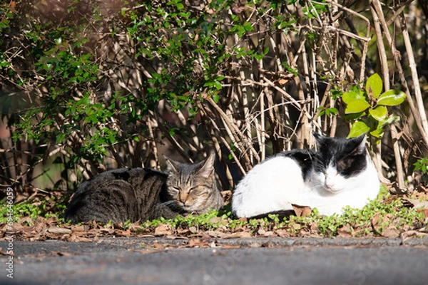 Obraz 野良猫の集い