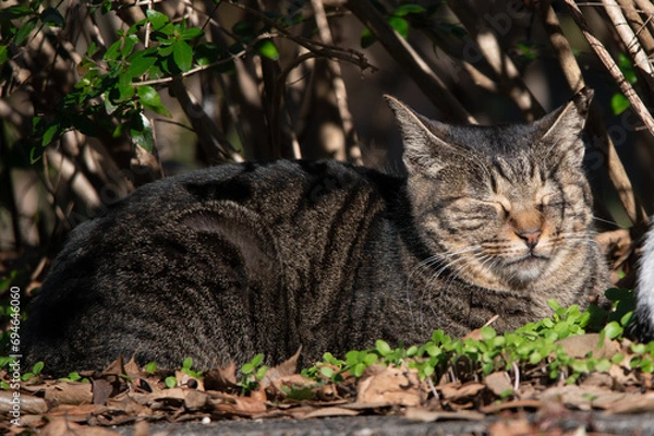 Obraz 野良猫の集い