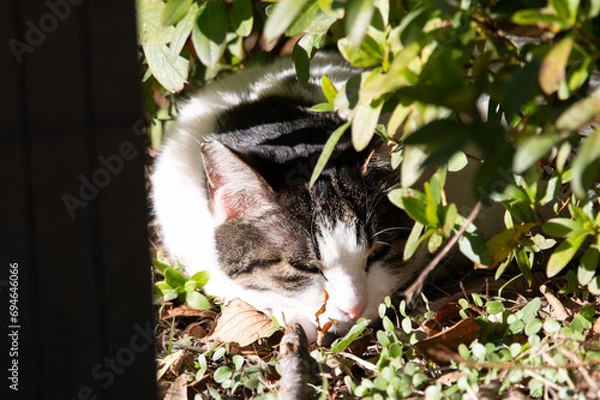 Obraz 野良猫の集い