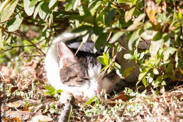 Obraz 野良猫の集い