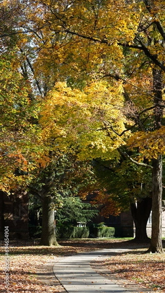 Obraz The beautiful university campus view with old buildings and autumn leaves in USA
