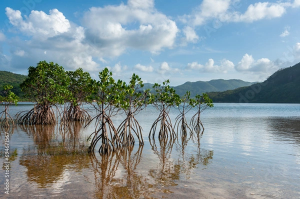 Fototapeta Mangrove trees reflecting in the shallow waters of the Urauchi River