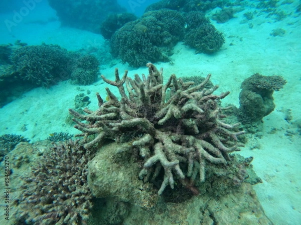 Obraz 環境保全 死んだサンゴ