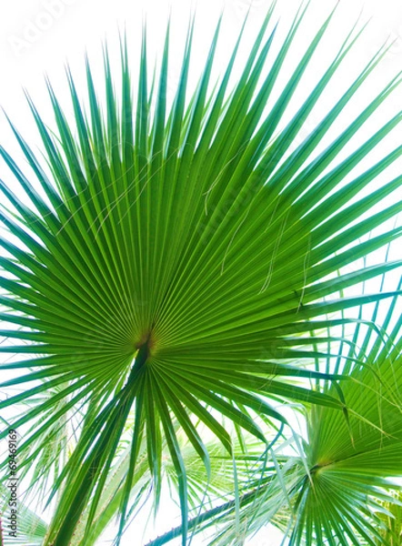 Fototapeta Coconut palm trees perspective view.