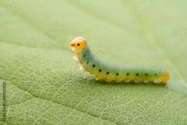 Obraz sawfly Larvae in the wild state