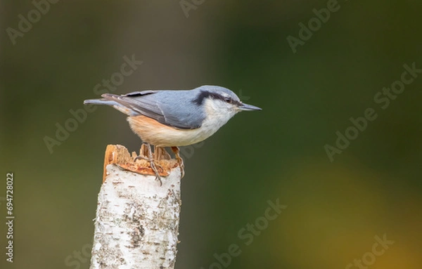 Obraz Eurasian nuthatch - in autumn at a wet forest