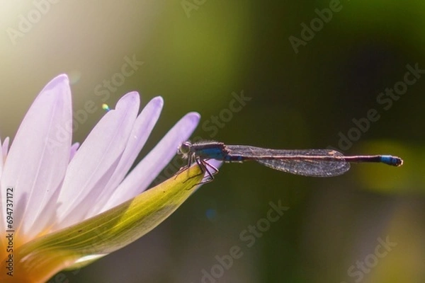 Obraz dragonfly on flower