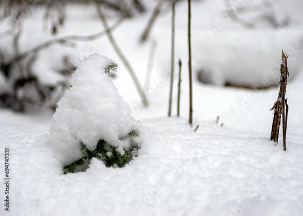 Fototapeta A small fir tree is covered with snow.