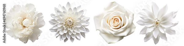 Fototapeta Set of white flowers on isolated background