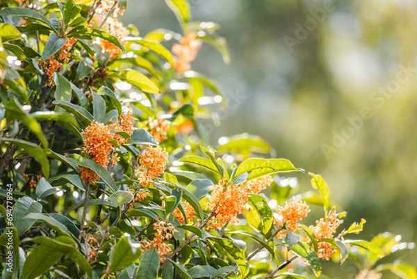 Obraz 光を浴びる金木犀