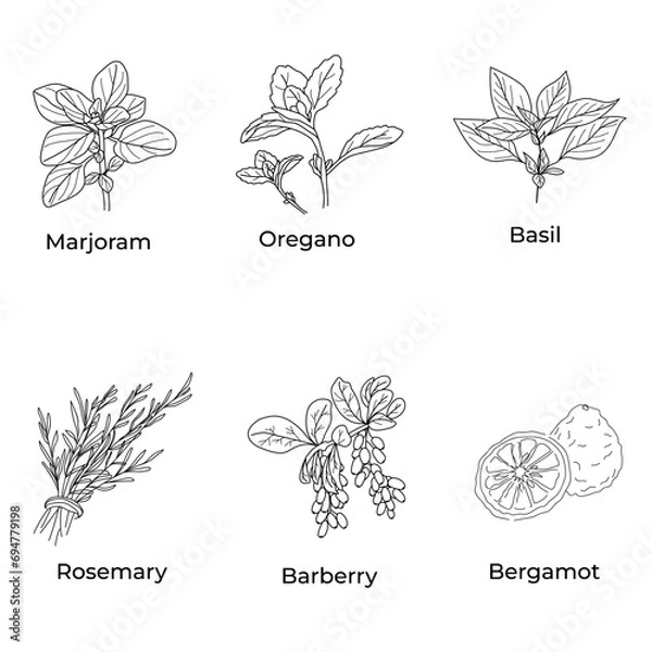 Fototapeta  a set with herbs and spices in a linear style. basil, oregano, marjoram, rosemary, barberry, bergamot. illustrations for the menu in a linear style.