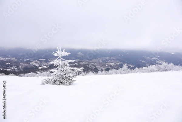 Fototapeta Beautiful view of fir tree covered with hoarfrost in snowy mountains on winter day