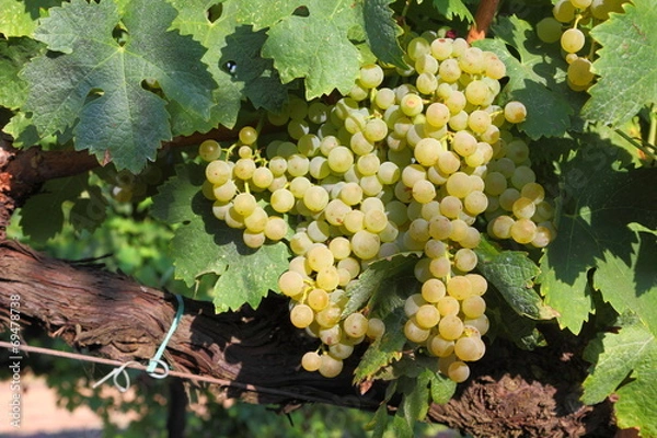 Obraz Trebbiano White grapes