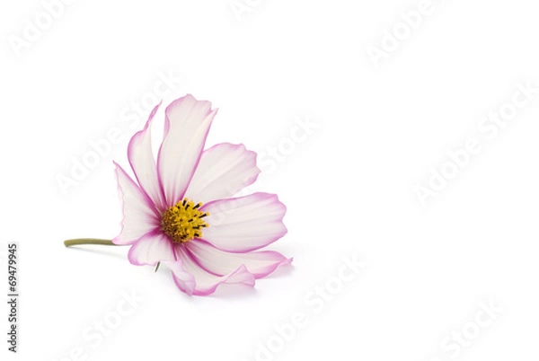 Obraz Cosmea