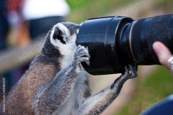 Obraz lemur photography