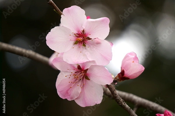 Obraz アーモンドの花