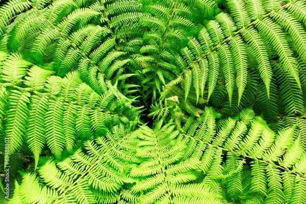 Obraz fern, top view, circular shape