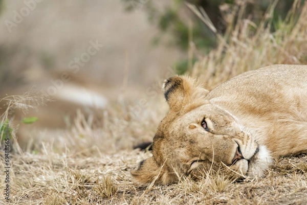 Obraz Sleepy Lioness