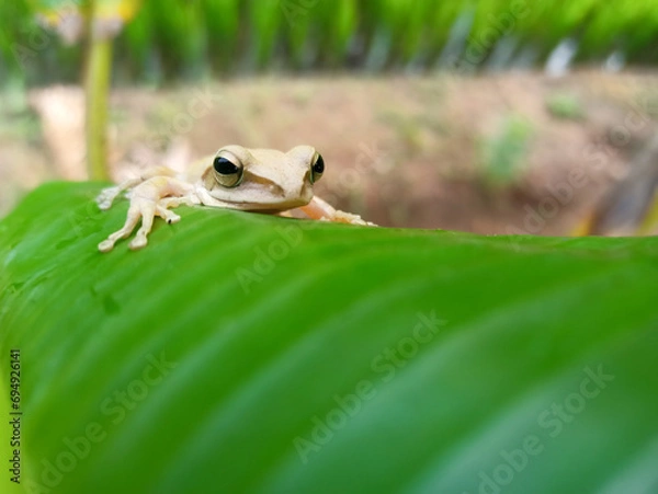Fototapeta Frog in a grass 