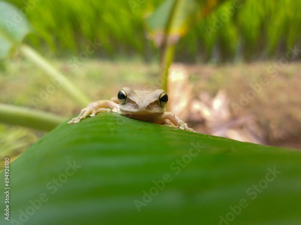 Fototapeta Frog in a grass 