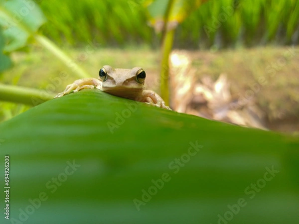 Fototapeta frog in the grass
