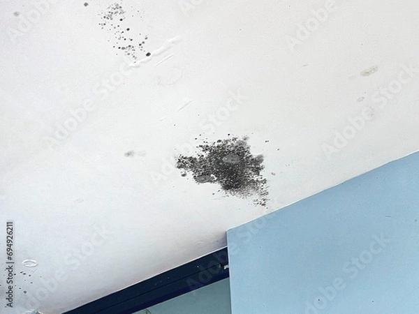 Fototapeta Black mold on the ceiling from poor roof installation or improper roof slope. Water flows under roof causing black mold.