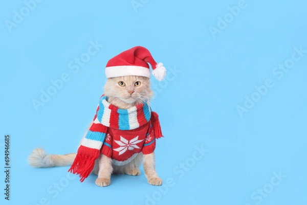 Obraz Cat wearing red Santa Claus hat, scarf and winter clothes. Christmas cat card. Santa's helper. Beautiful Cat with Santa hat on blue background. Happy New Year 2024. Celebration. Holiday concept. 