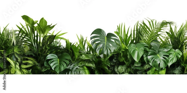 Fototapeta Beautiful composition with fern and other tropical leaves on white background. Banner design