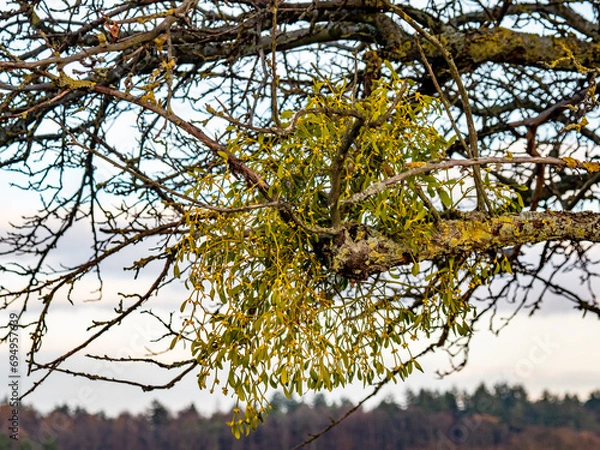 Fototapeta Baum mit vielen Misteln im Winter