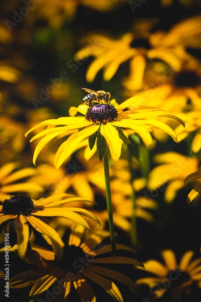Obraz Sonnenhut Blüten