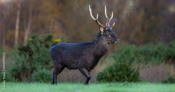 Obraz Sika deer, stag