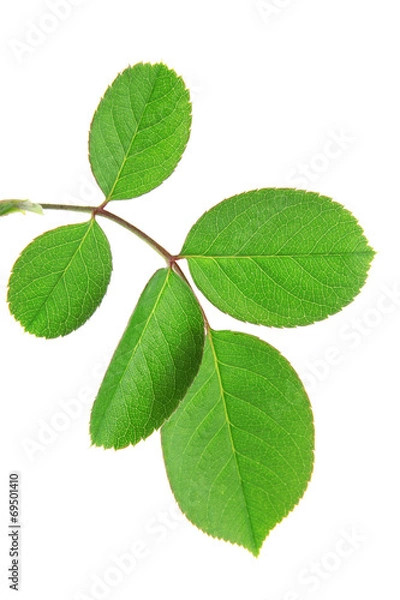 Obraz Green brunch on white background isolated