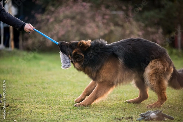 Obraz German shepherd dog pulling rope from owners hand