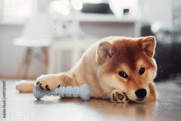 Obraz A red Shiba Inu dog lies on a light floor in a modern room.